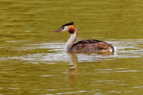 Great crested grebe