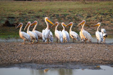 Pelicans