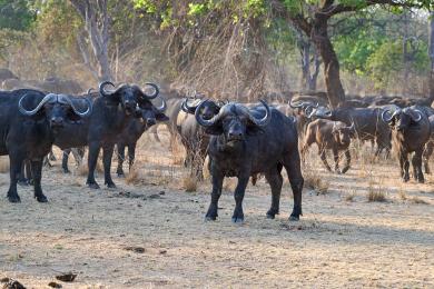 Buffalo