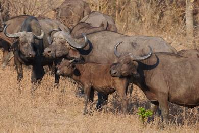 Buffalo